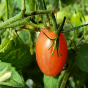 Tomate cerise rouge ‘Cherry Falls’ bio (Solanum lycopersicum ‘Cherry Falls’)