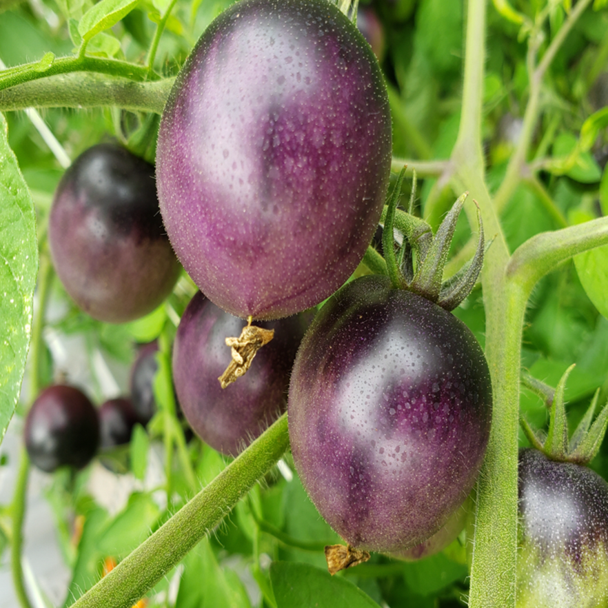 Organic ‘Dancing with Smurfs’ cherry tomato (Solanum lycopersicum ‘Dancing with Smurfs’)