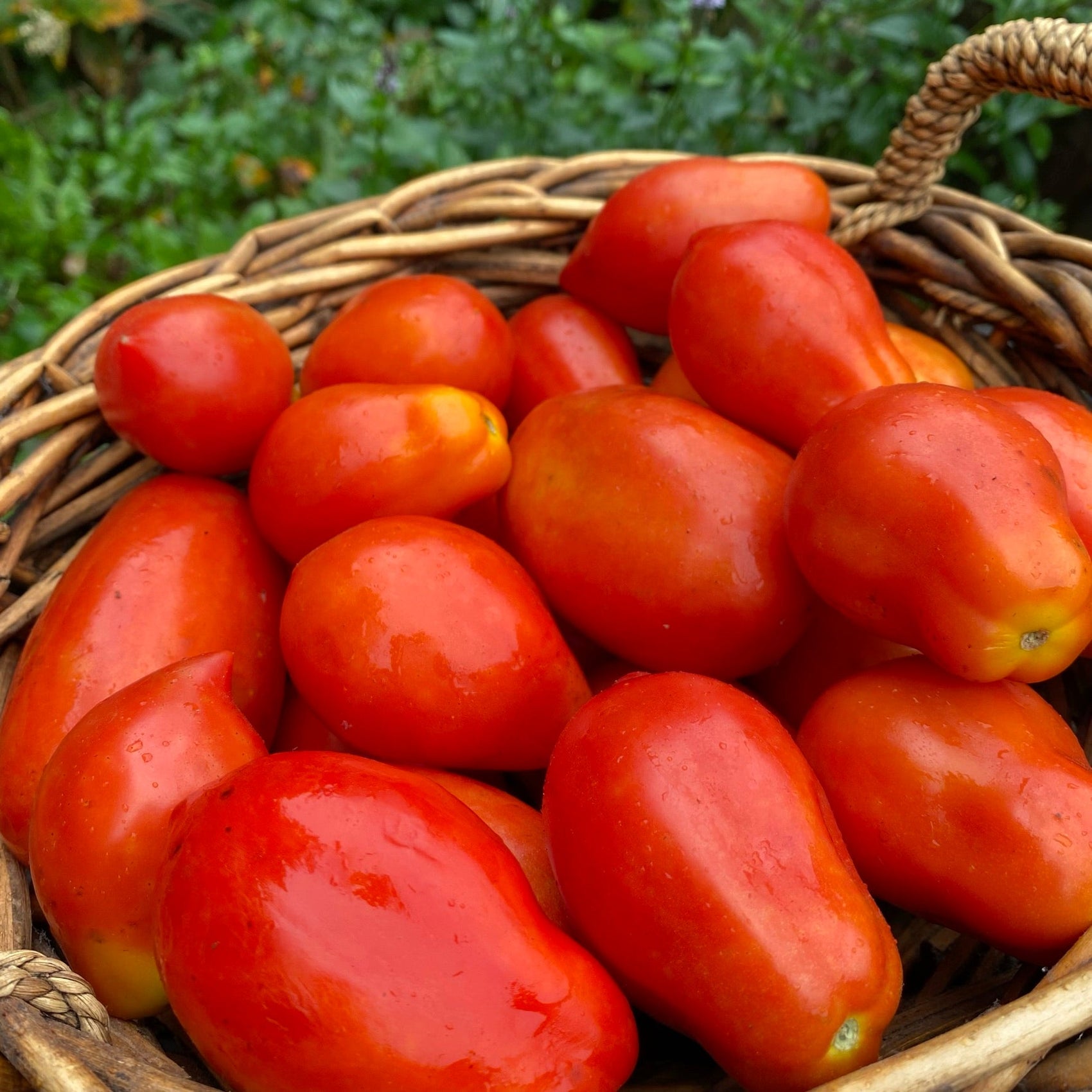 Organic Italian tomato mix