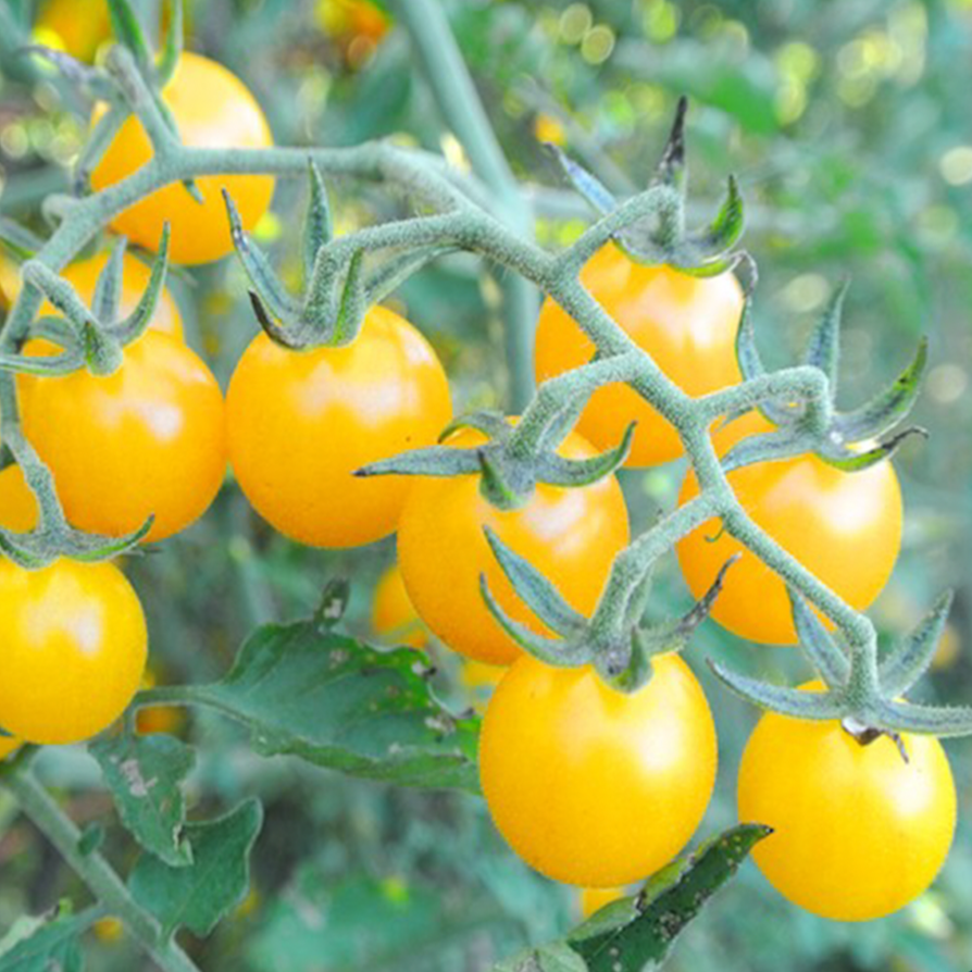Tomate cerise jaune ‘Igleheart’ bio (Solanum lycopersicum ‘Igleheart’)