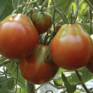 Tomate ‘Japanese Black Trifele’ bio (Solanum lycopersicum ‘Japanese Black Trifele’)