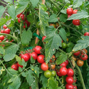 Tomate cerise rose ‘Mini-Rose’ bio (Solanum lycopersicum ‘Mini-Rose’)