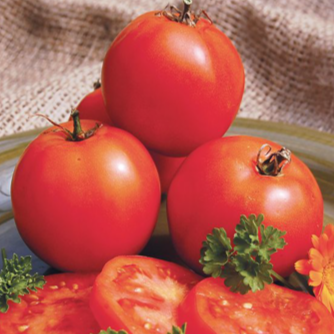 Tomate ‘Mountain Princess’ bio (Solanum lycopersicum ‘Mountain Princess’)