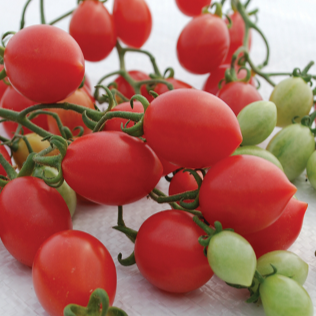 Tomate cerise rose ‘Pink Champagne’ bio (Solanum lycopersicum ‘Pink Champagne’)