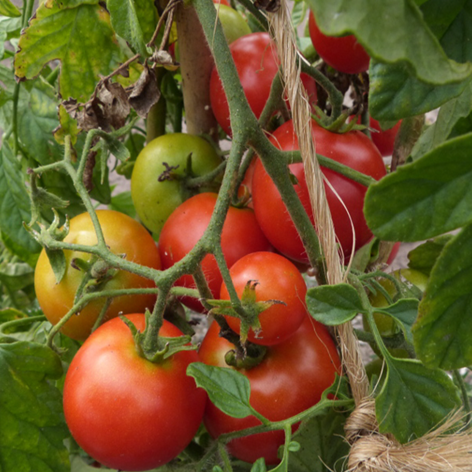Tomate ‘Sub Arctic’ bio (Solanum lycopersicum ‘Sub Arctic’)