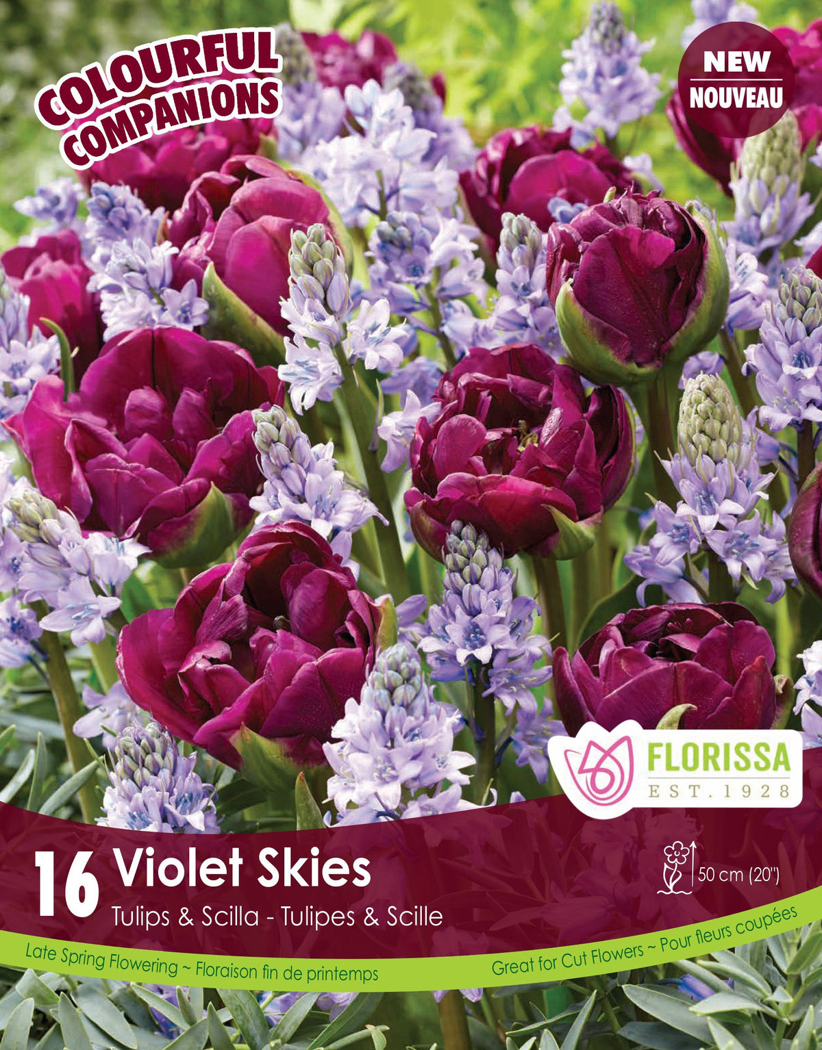 Harmonie florale ‘Violet Skies’ ( Tulipa et Scilla spp.) : des tulipes doubles bordeaux parmi des grappes de fleurs bleu pâle. Le visuel Florissa présente la plante et son nom dans la partie inférieure de l’étiquette. La photographie occupe presque toute la surface, tandis que le bandeau du bas rassemble les indications du produit. Cette vue permet de reconnaître son apparence et de distinguer la variété présentée.