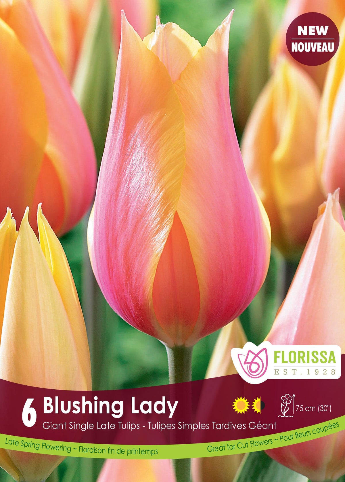Tulipe Blushing Lady ( Tulipa ) : une tulipe rose vif bordée de jaune aux pétales pointus. Le visuel Florissa présente la plante et son nom dans la partie inférieure de l’étiquette. La photographie occupe presque toute la surface, tandis que le bandeau du bas rassemble les indications du produit. Cette vue permet de reconnaître son apparence et de distinguer la variété présentée.