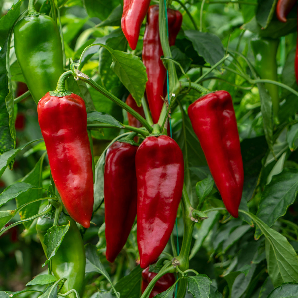 Illustrated selection of approximately 25 organic long red 'Melrose' pepper seeds with a plant bearing elongated, thin-skinned fruit that ripens from dark green to crimson red. The image helps identify this open-pollinated Italian heirloom Capsicum annuum valued for pan-frying, grilling, and roasting in sunny Canadian gardens. throughout sunny Canadian summer gardens