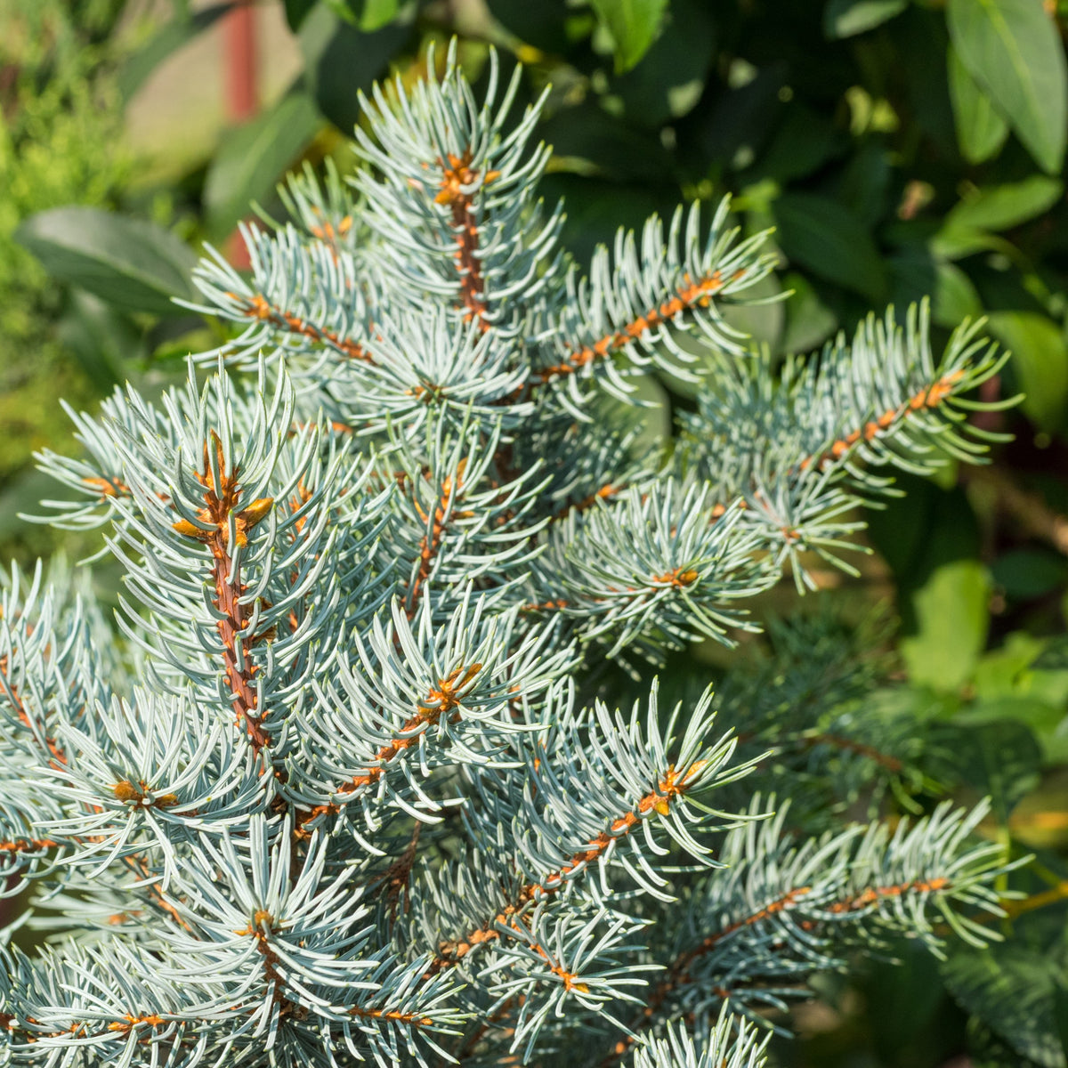 Une branche garnie d’aiguilles bleu gris remplit le premier plan. Les aiguilles courtes et pointues entourent de petits rameaux brun orangé, avec plusieurs extrémités dressées vers le haut. Leurs contours clairs contrastent avec les parties ombragées de la ramure. Derrière cette branche détaillée, un feuillage vert foncé forme un arrière-plan dense et peu distinct.