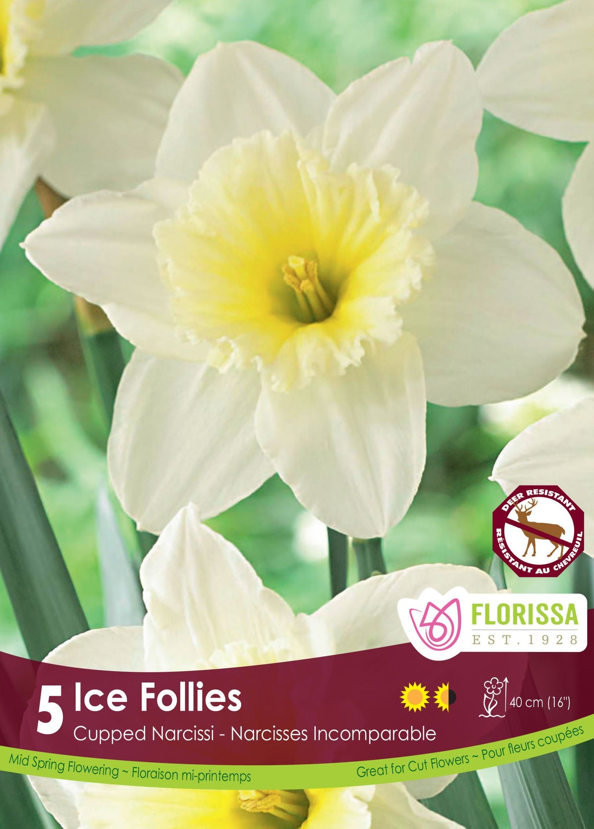 Ice Follies Daffodil: white daffodil with a large pale yellow cup.