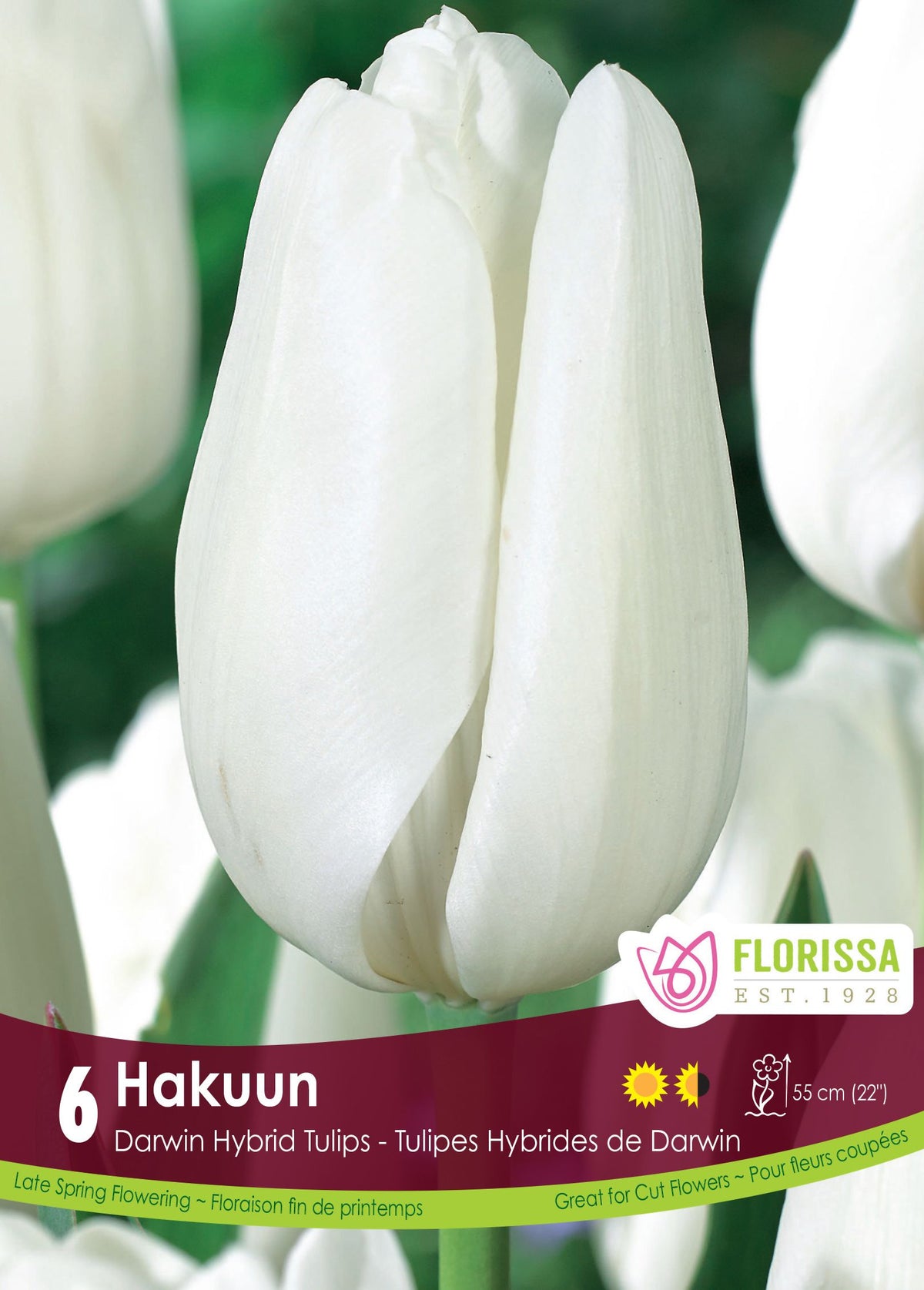 Tulipe Hakuun ( Tulipa ) : une tulipe blanche en coupe allongée. Le visuel Florissa présente la plante et son nom dans la partie inférieure de l’étiquette. La photographie occupe presque toute la surface, tandis que le bandeau du bas rassemble les indications du produit. Cette vue permet de reconnaître son apparence et de distinguer la variété présentée.