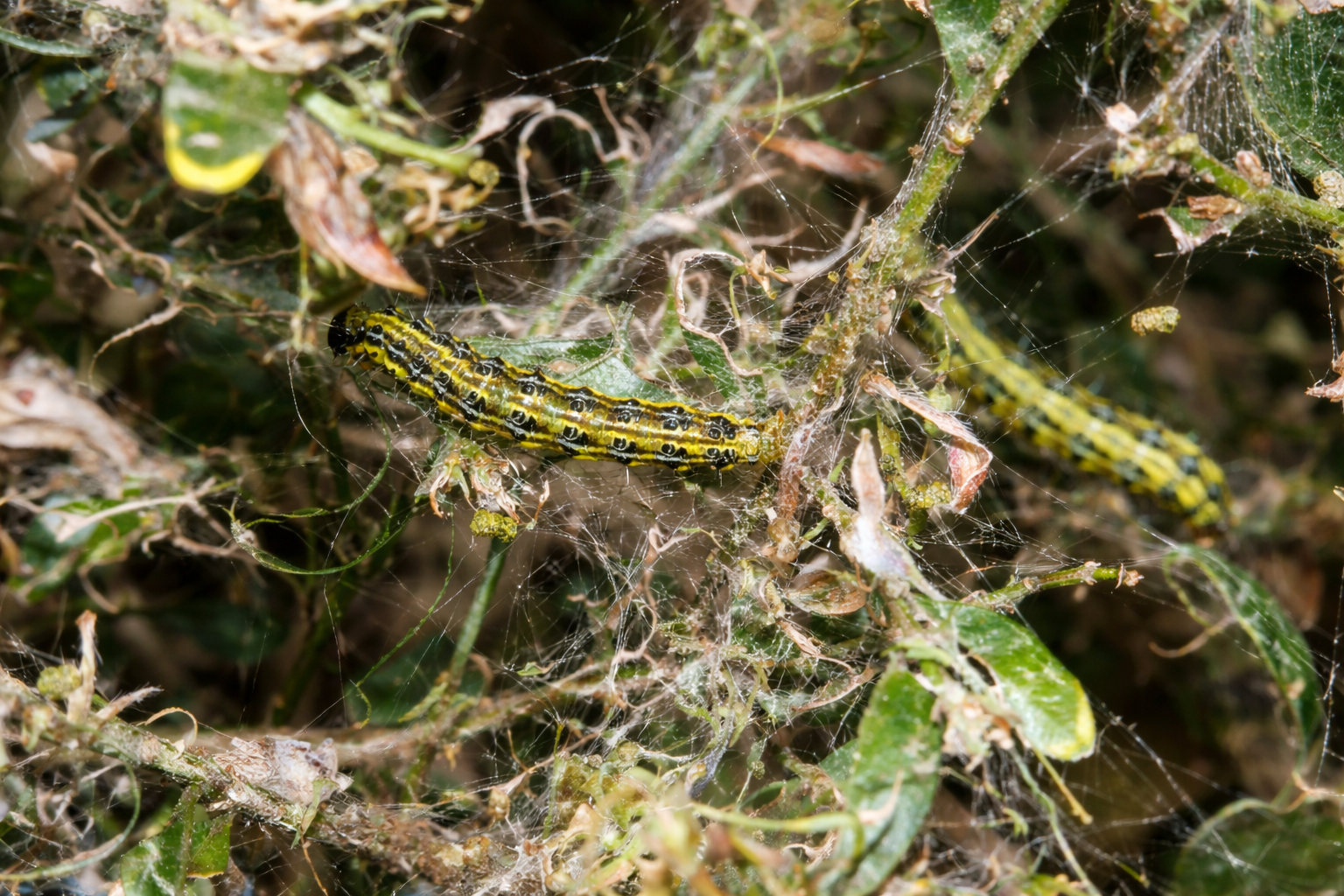 Box Moth Infestation Box tree moth: how to identify and control it – Pépinière.ca