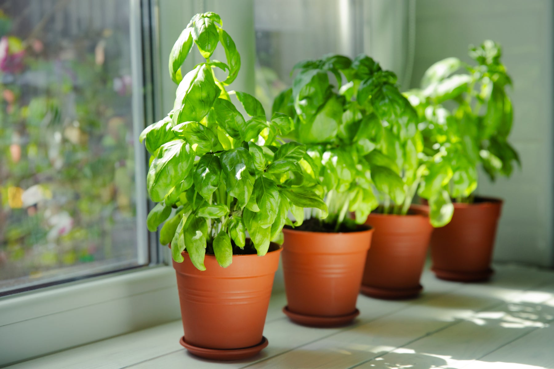 Planter le basilic : semis, pot et pleine terre