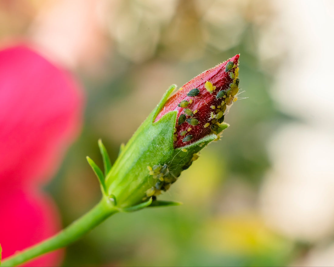 Insectes communs des plantes d’intérieur