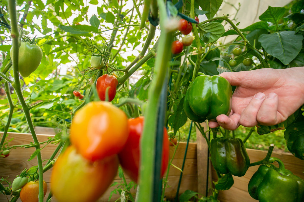Quoi faire avec les surplus de légumes?