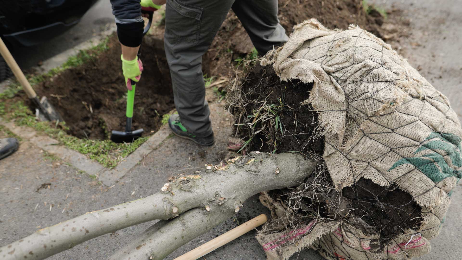 Pourquoi choisir un arbre en motte
