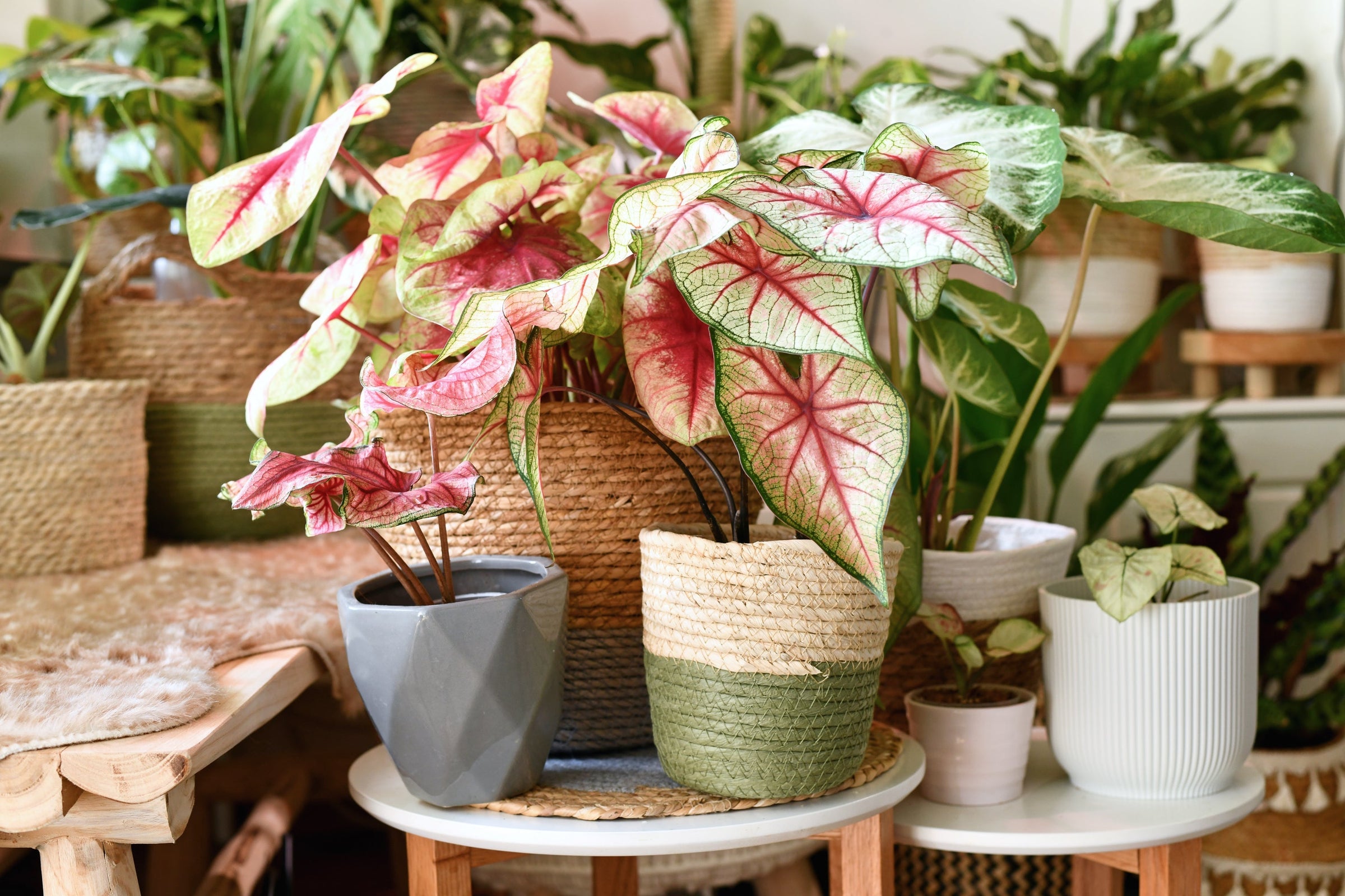 Le caladium, une plante méconnue