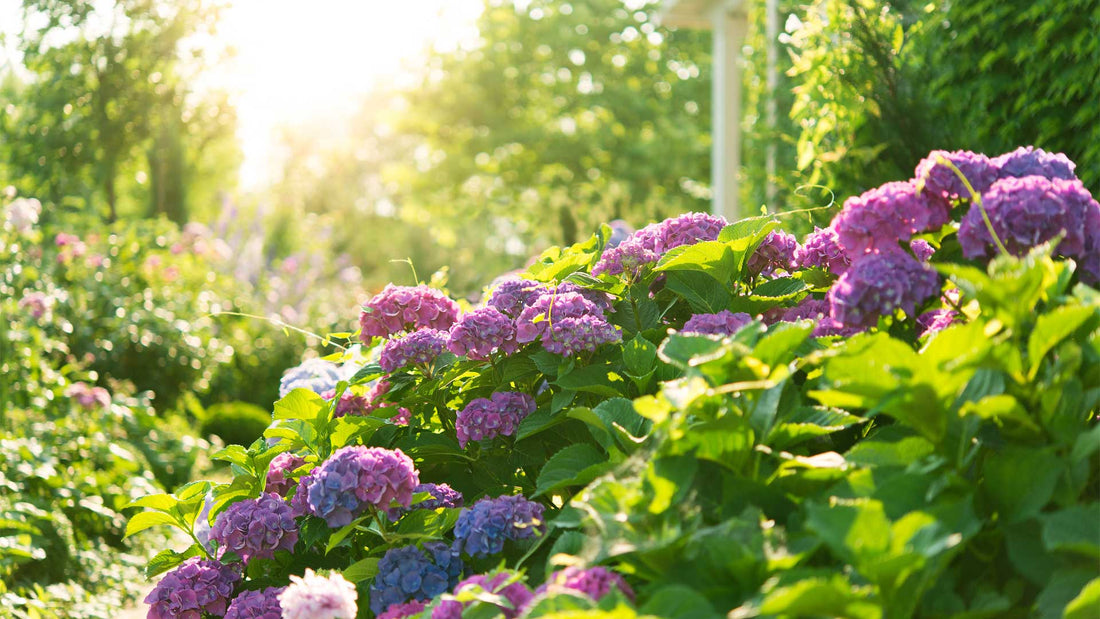 Les hydrangées : des fleurs à profusion