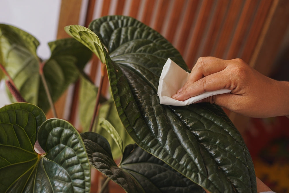 Faut-il nettoyer les plantes d’intérieur?