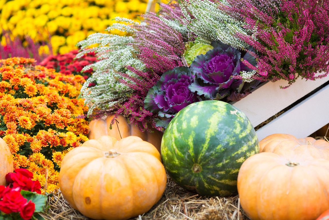 Les potées d’automne pour redonner du pep à votre aménagement!