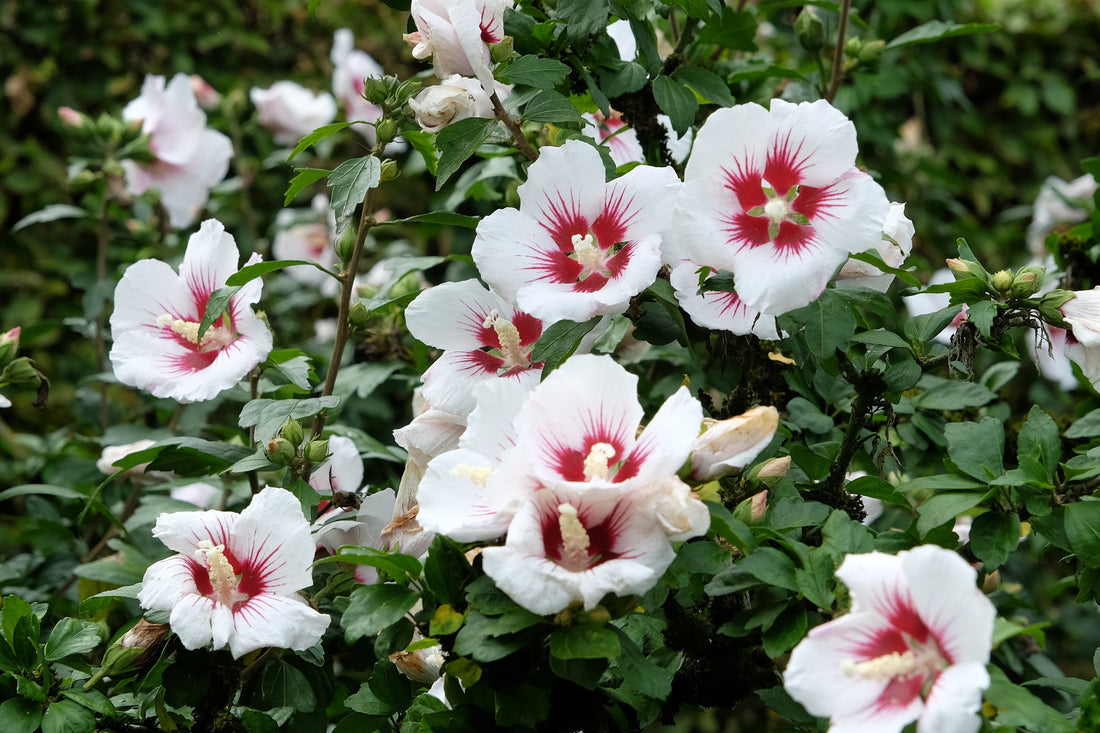 Tout savoir sur l’hibiscus : plantation, entretien, floraison et hivernage