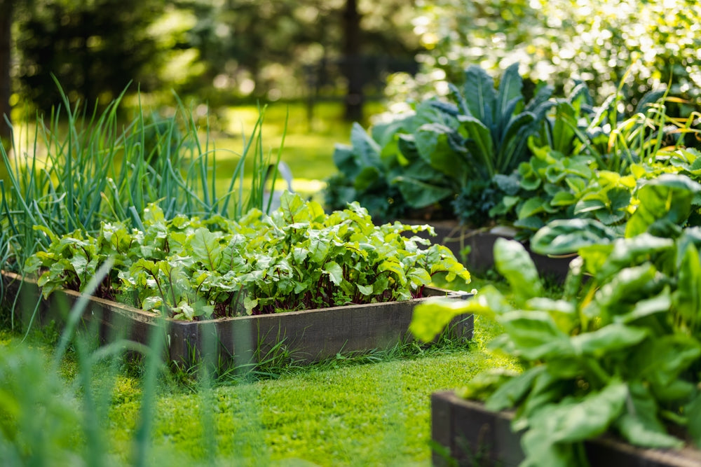 Bien démarrer son potager sans se planter!
