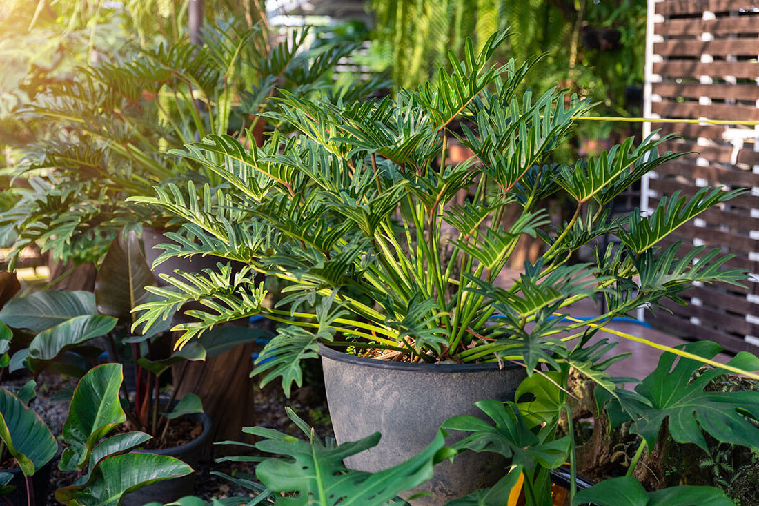 Du Sud dans sa cour : les tropicales en vedette