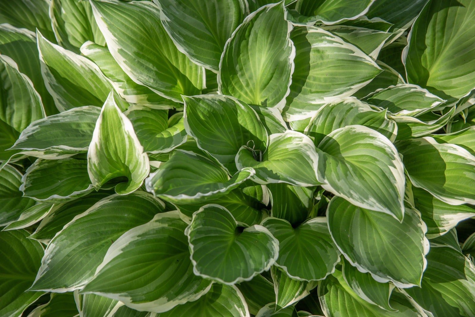 Hosta