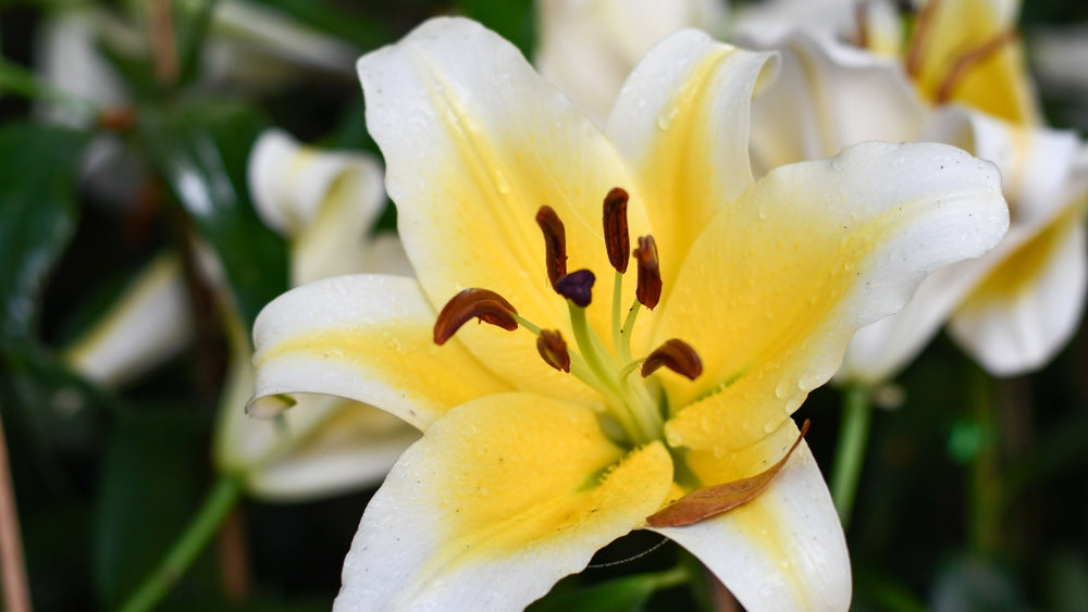 Lilium