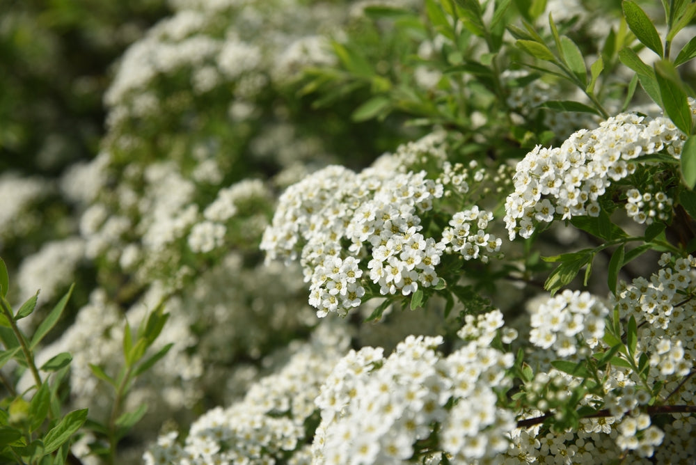 Spiraea