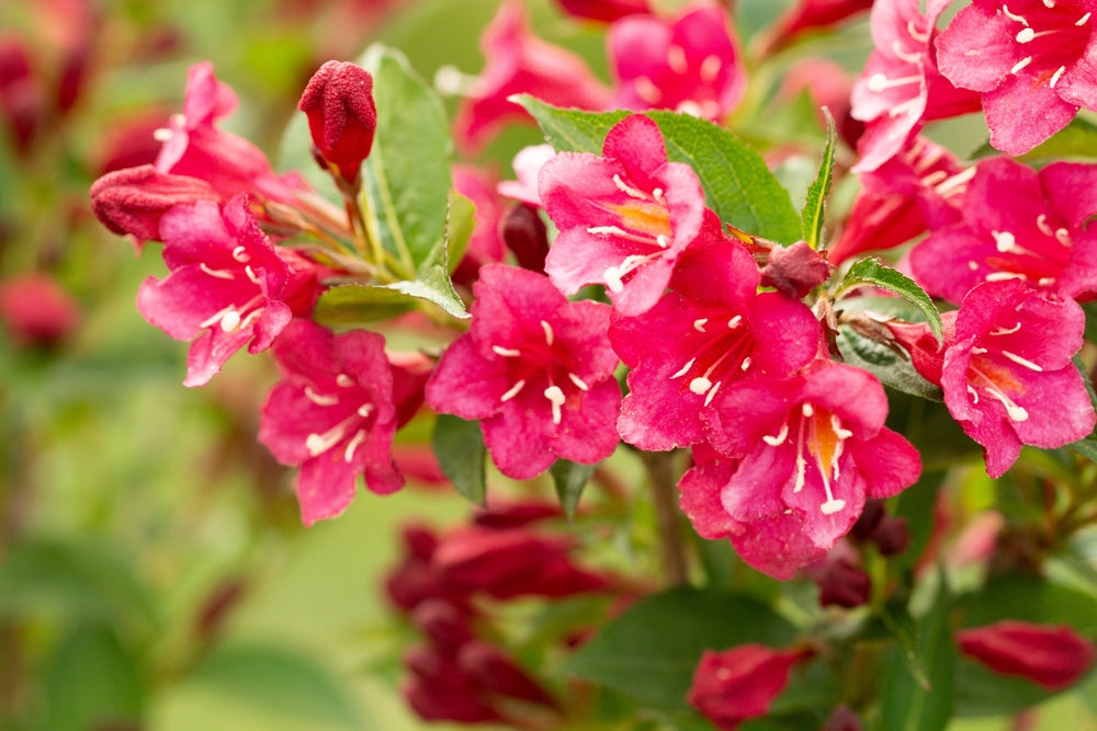 Weigela