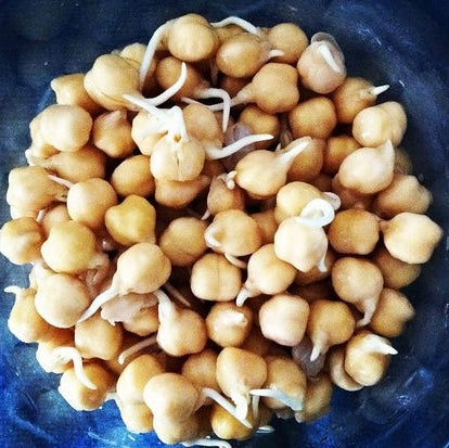 Micropousse de pois chiche