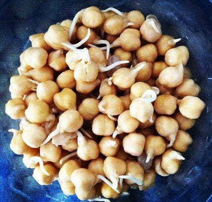 Semences Pois chiche à germer (Cicer arietinum)