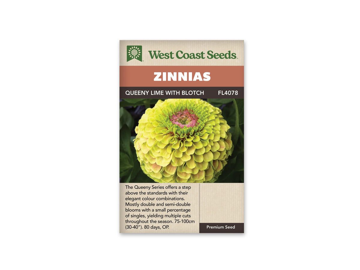 Sachet West Coast Seeds Queeny Lime with Blotch sur fond blanc. La photo montre une grande fleur vert lime à jaune pâle, formée de nombreux pétales courbés. Une couronne rose marque son centre. Le feuillage vert foncé entoure la fleur, sous le bandeau orange portant le nom du groupe de semences.