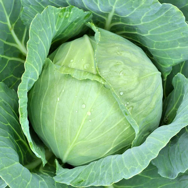 Semences Hortinova de Chou 'Dirani', produit destiné au potager et présenté pour identifier clairement le cultivar avant le semis. Vue 1 de l'emballage ou du produit, à utiliser comme repère visuel avec les conseils de culture, l'exposition, l'arrosage et la récolte indiqués dans la fiche française de Pépinière.ca. Pour Chou 'Dirani', des observations régulières permettent d'ajuster les soins aux conditions réelles du jardin.