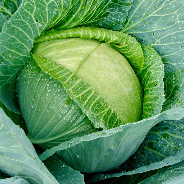 Cabbage 'Glory of enkhuizen'