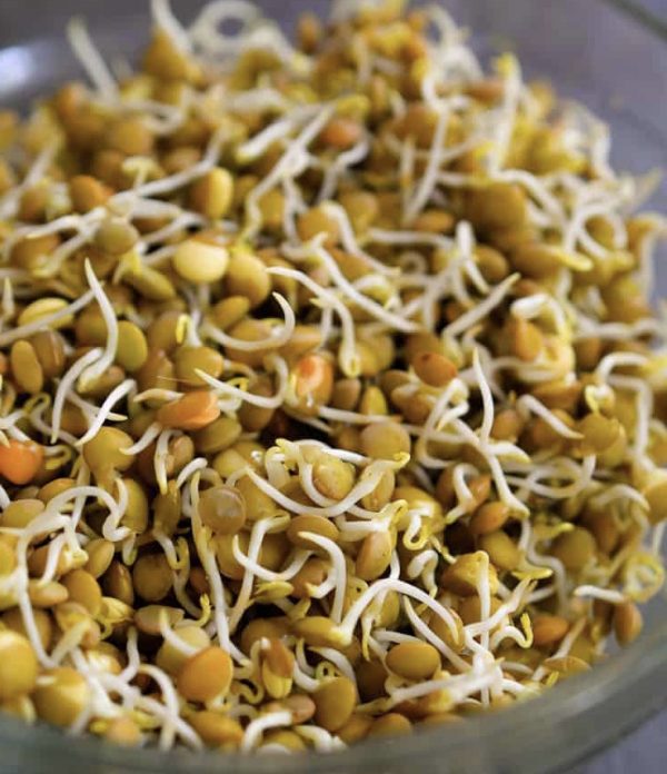Semences Lentille à germer (Lens culinaris)