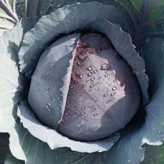 Semences Hortinova de Chou rouge 'Toparani', produit destiné au potager et présenté pour identifier clairement le cultivar avant le semis. Vue 1 de l'emballage ou du produit, à utiliser comme repère visuel avec les conseils de culture, l'exposition, l'arrosage et la récolte indiqués dans la fiche française de Pépinière.ca. Pour Chou rouge 'Toparani', des observations régulières permettent d'ajuster les soins aux conditions réelles du jardin.