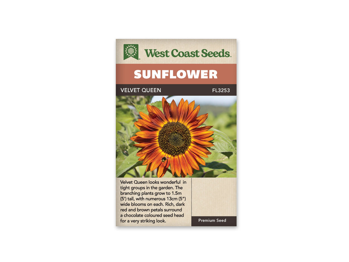 Sachet beige de semences Velvet Queen avec bandeau terre cuite et nom sur fond brun. Une fleur rouge cuivré est photographiée de face, avec des reflets orange doré sur les pétales. Le centre est brun très foncé, ponctué de jaune. Un petit insecte se trouve sur un pétale inférieur, devant des feuilles vertes et un arrière-plan flou.
