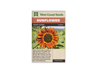 Sachet beige de semences Velvet Queen avec bandeau terre cuite et nom sur fond brun. Une fleur rouge cuivré est photographiée de face, avec des reflets orange doré sur les pétales. Le centre est brun très foncé, ponctué de jaune. Un petit insecte se trouve sur un pétale inférieur, devant des feuilles vertes et un arrière-plan flou.