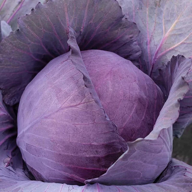 Red cabbage 'Antrazit'