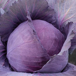 Red cabbage 'Antrazit'