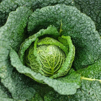 Semences Hortinova de Chou de Savoie 'Vertus', produit destiné au potager et présenté pour identifier clairement le cultivar avant le semis. Vue 1 de l'emballage ou du produit, à utiliser comme repère visuel avec les conseils de culture, l'exposition, l'arrosage et la récolte indiqués dans la fiche française de Pépinière.ca.
