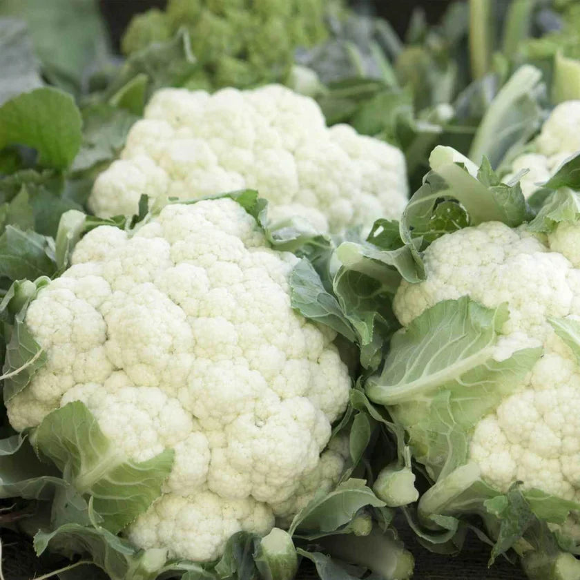 White Cauliflower 'Unibotra'