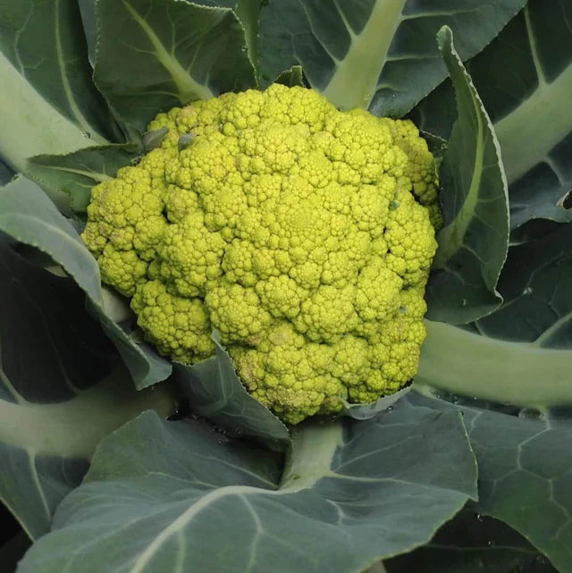 Semences Hortinova de Chou-fleur vert 'Zeleno', produit destiné au potager et présenté pour identifier clairement le cultivar avant le semis. Vue 1 de l'emballage ou du produit, à utiliser comme repère visuel avec les conseils de culture, l'exposition, l'arrosage et la récolte indiqués dans la fiche française de Pépinière.ca. Pour Chou-fleur vert 'Zeleno', des observations régulières permettent d'ajuster les soins aux conditions réelles du jardin.