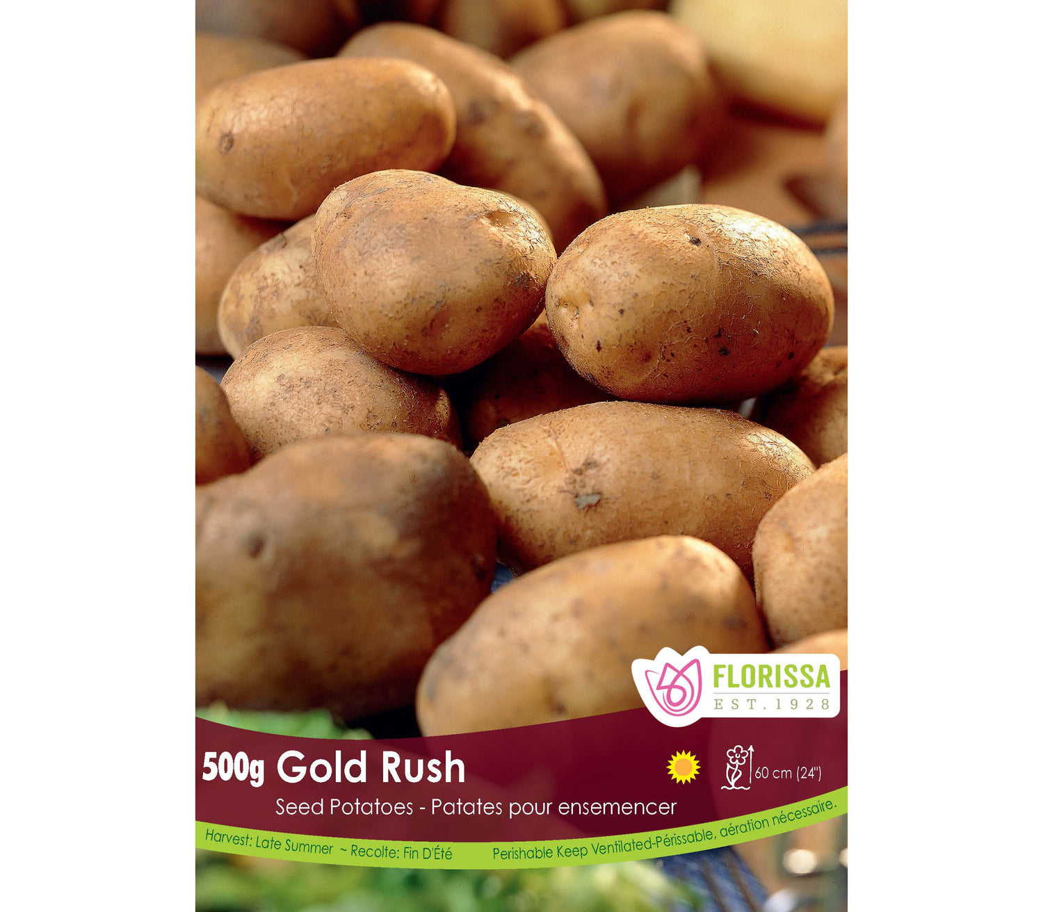 Pomme de terre 'Gold Rush' BIO