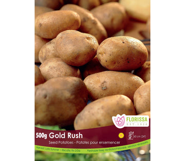 Pomme de terre 'Gold Rush' BIO