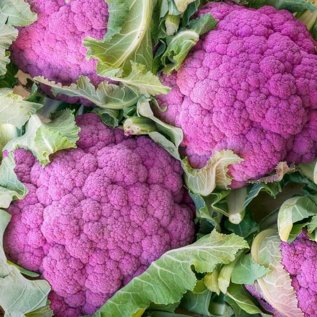 Semences Hortinova de Chou-fleur mauve 'Lila', produit destiné au potager et présenté pour identifier clairement le cultivar avant le semis. Vue 1 de l'emballage ou du produit, à utiliser comme repère visuel avec les conseils de culture, l'exposition, l'arrosage et la récolte indiqués dans la fiche française de Pépinière.ca. Pour Chou-fleur mauve 'Lila', des observations régulières permettent d'ajuster les soins aux conditions réelles du jardin.