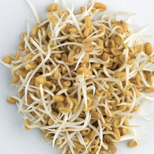 Fenugreek microgreens