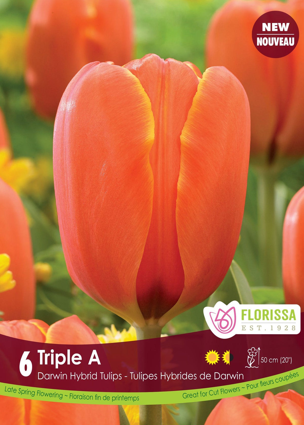 Tulipe Triple A ( Tulipa ) : une tulipe orange en coupe allongée. Le visuel Florissa présente la plante et son nom dans la partie inférieure de l’étiquette. La photographie occupe presque toute la surface, tandis que le bandeau du bas rassemble les indications du produit. Cette vue permet de reconnaître son apparence et de distinguer la variété présentée.